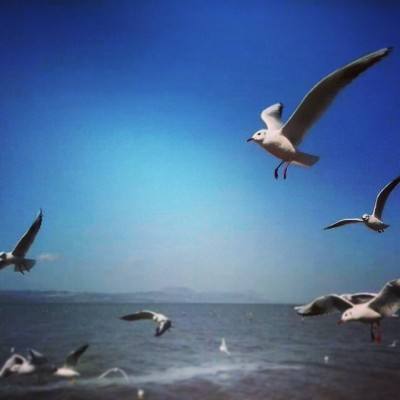 决战航海王正版下载